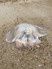 Rhopilema hispidum