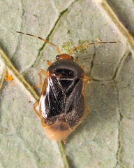 Monalocoris filicis