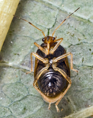 Monalocoris filicis