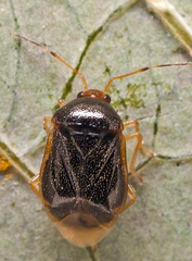Monalocoris filicis