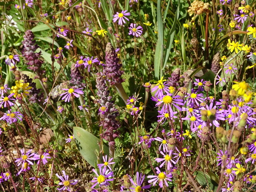 Lachenalia elegans