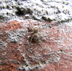 Menemerus bivittatus