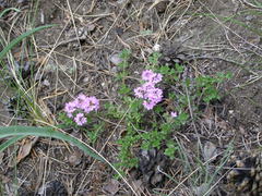 Thymus mongolicus