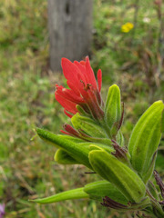 Castilleja pumila