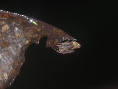 Eriovixia pseudocentrodes