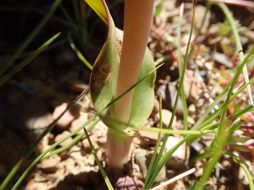 Lachenalia elegans