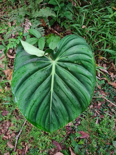 Philodendron pastazanum, photograph 6