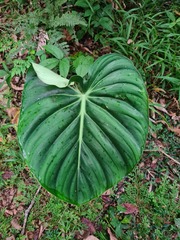 Philodendron pastazanum, photograph (c) Michael Bakker Paiva, some rights reserved (CC BY)