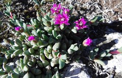 Antimima granitica