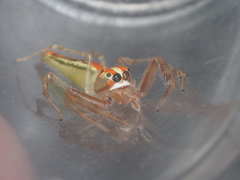 Viciria pavesii