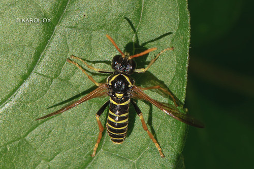 piliarka (Tenthredo scrophulariae)