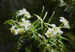 Sannantha angusta
