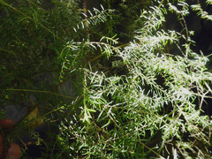 Sannantha angusta