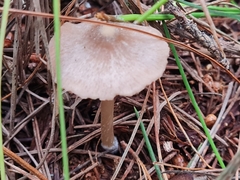 Entoloma cuneatum