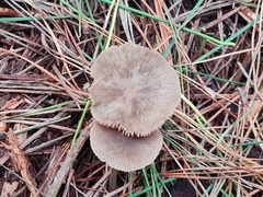 Entoloma cuneatum