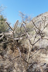 Cylindropuntia thurberi
