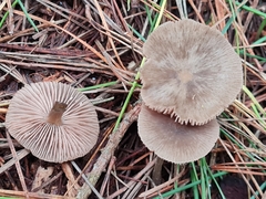 Entoloma cuneatum