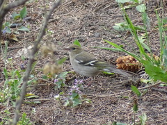 Fringilla coelebs