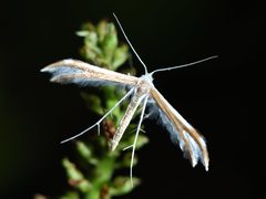 Pterophorus furcatalis