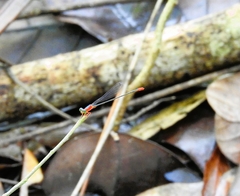 Teinobasis ruficollis