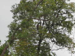 Spilornis cheela