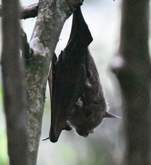 Macronycteris thomensis