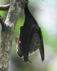 Macronycteris thomensis