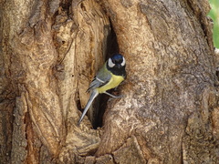 Parus major