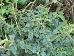 Amaranthus dubius