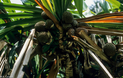 Pandanus furcatus