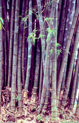 Dendrocalamus giganteus