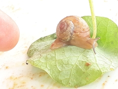 Urocyclidae