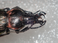 Carabus morbillosus alternans
