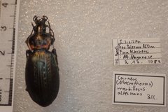 Carabus morbillosus alternans
