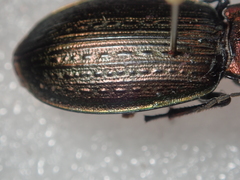 Carabus morbillosus alternans
