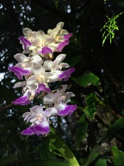 Aerides crispa