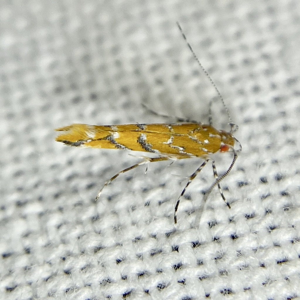 Labdia cyanogramma