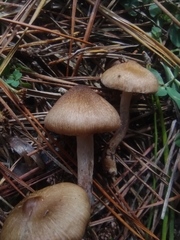 Inocybe sindonia