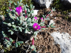 Antimima granitica