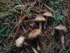 Inocybe sindonia