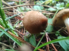 Inocybe sindonia