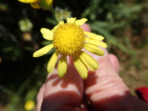 Fern-Leaved Groundsel (Senecio spiraeifolius)