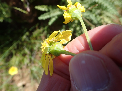 Image of Senecio spiraeifolius by no rights reserved