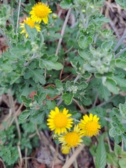 Chrysanthemum arisanense