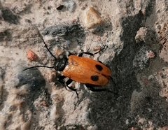 Apalus bimaculatus