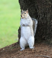Sciurus carolinensis