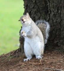Sciurus carolinensis