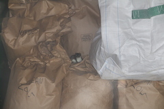 Mustela