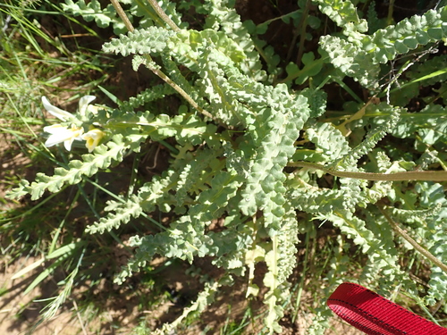 Image of Senecio spiraeifolius by no rights reserved