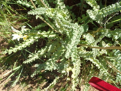 Senecio spiraeifolius